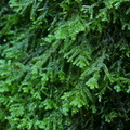 Porella platyphylla_Almindelig Skaelryg_22112021_Velling_Skov_008.jpg