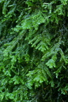 Porella platyphylla (Almindelig Skælryg)