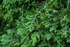 Porella platyphylla (Almindelig Skælryg)