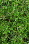 Rhytidiadelphus loreus (Ulvefod-kransemos)