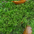 Rhytidiadelphus loreus (Ulvefod-kransemos)
