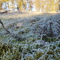 Frost - vinter