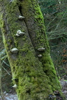 Mosklædt stamme med svampe (dødt ved)