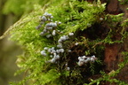 Physarum leucophaeum (Myxomycete)