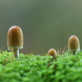 Glimmer-blækhat (Coprinellus micaceus)